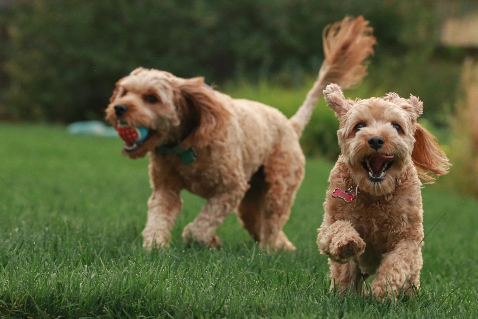 Two curly-coated doodles trotting happily across green grass, one carrying a ball