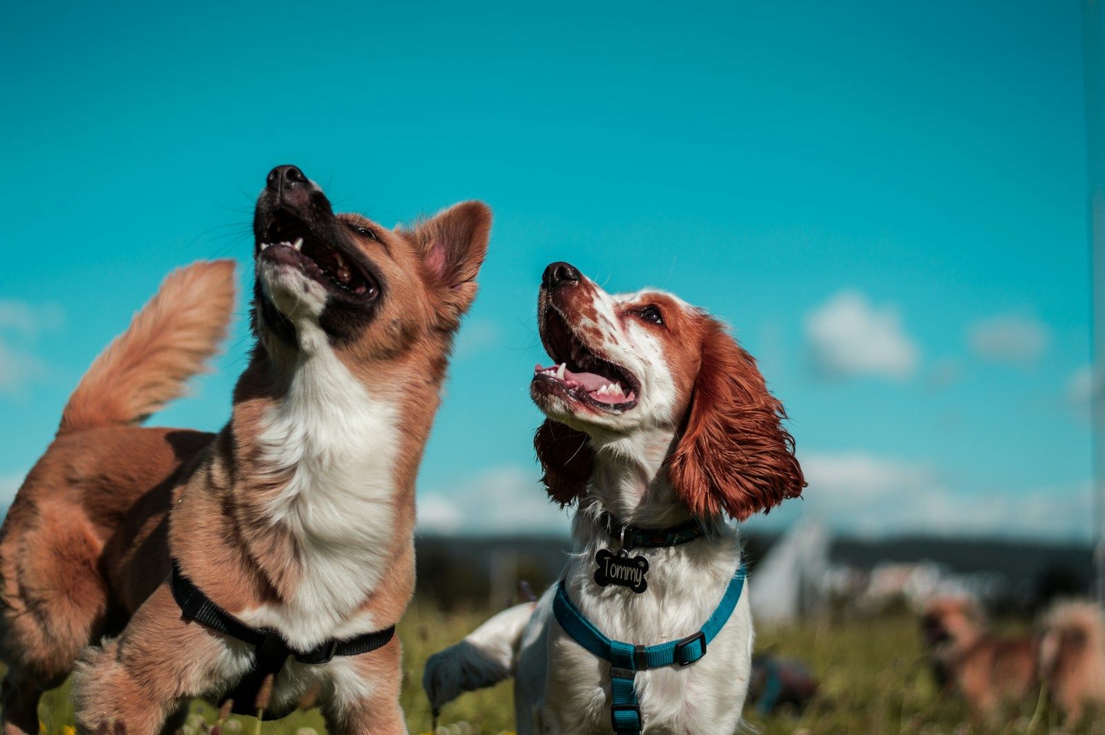 Two spaniel-type dogs looking up at the sky, waiting for a treat