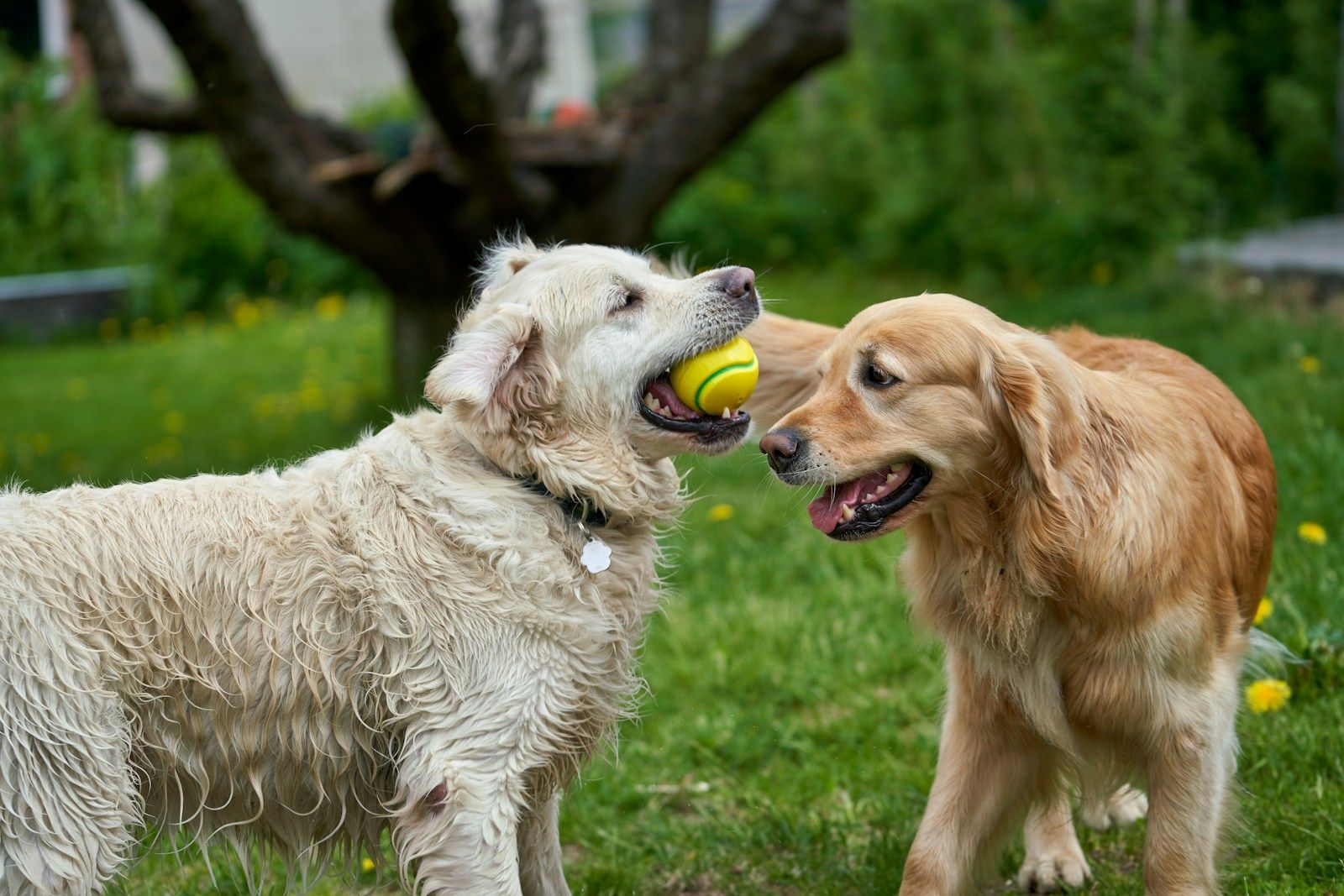 Two retrievers sharing a tennis ball on the grass