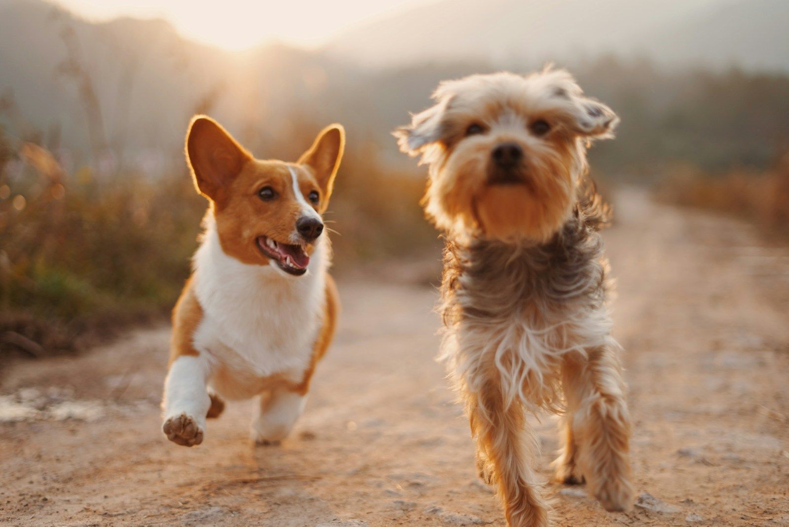 A corgi and a terrier running toward the camera on a sunny dirt trail