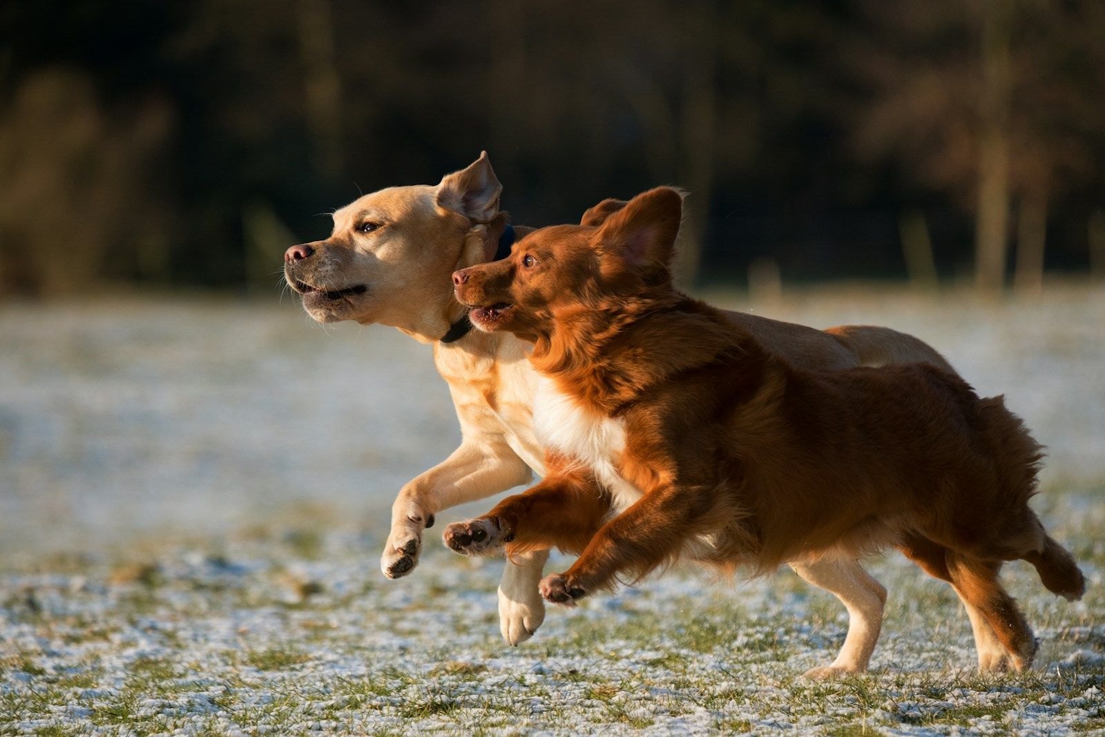 Two dogs mid-sprint chasing each other